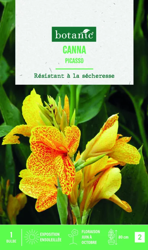 Une touche extérieure：Bulbe de fleurs Canna Indica Picasso botanic® - 1 bulbe