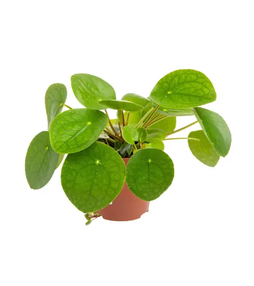 Bien pratique au jardin：Pilea (plante à monnaie chinoise) verte. Le pot Ø 13 cm