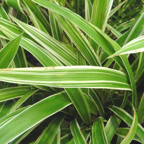 Côté extérieur:Carex morrowii Ice Dance ou Laîche du Japon vert - Le pot de 1 litre