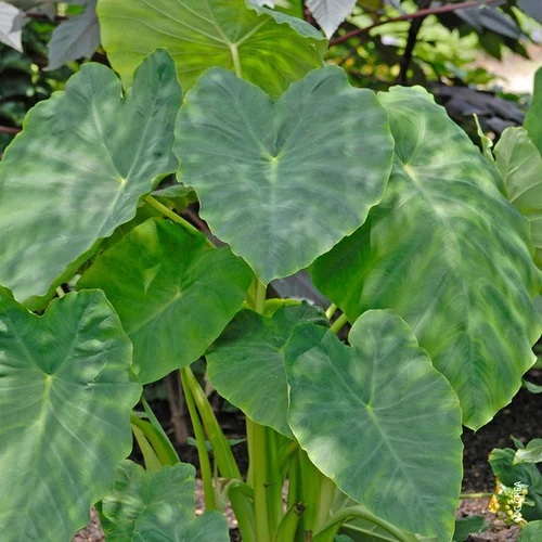 Équipement pour le jardin：Colocasia - Le pot de 10 litres
