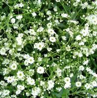 Essentiel au jardin:Gypsophile voile de Mariée - Le pot de 2,5 litres