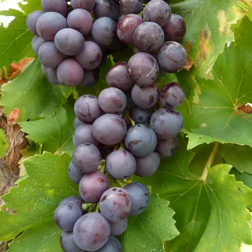 Pour vos moments en extérieur：Vigne Cardinal. Le pot de 2 litres