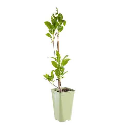 Idéal pour votre jardin:Kiwai Autofertile Super 'Issaï' Bio. Le pot de 2 litres