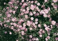 Pour personnaliser vos extérieurs:Cistus X Skanbergii rose en pot de 3 L