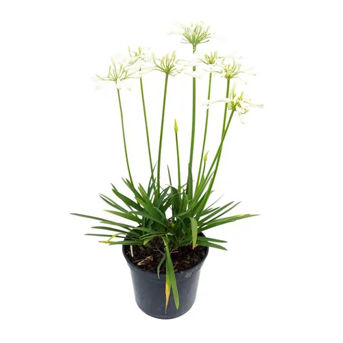 Extérieur qualité:Agapanthus X Pitchoune White Tur16 en pot de 3 L blanc