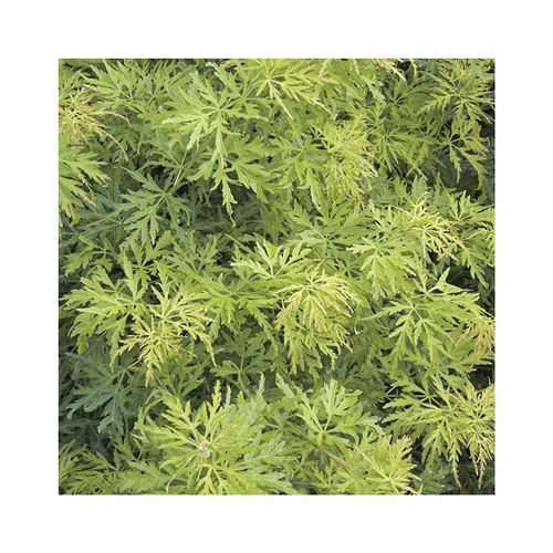 Un atout pour le jardin：Erable du Japon (ACER PALMATUM SEIRYU ) Le pot de 30 litres