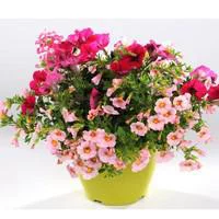 Sélection utile:Coupe pour extérieur - La coupe de 25 cm
