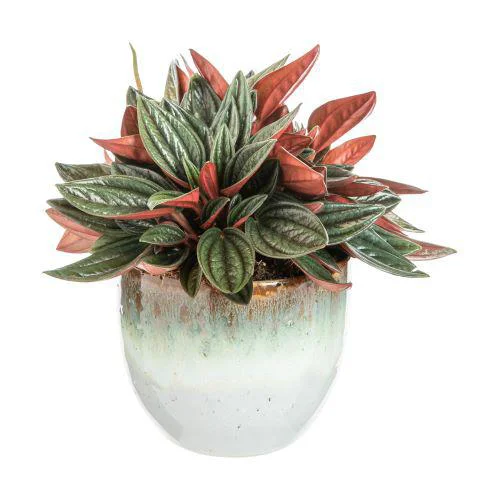 Utile dehors：Peperomia Mix avec cache-pot en céramique - Ø 11,5 cm