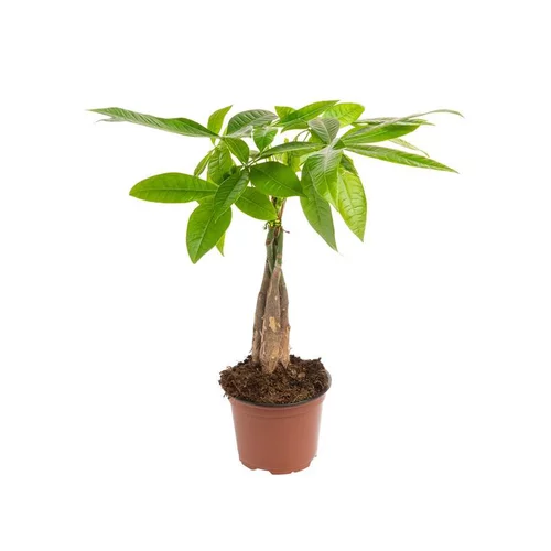 Pour vos espaces verts:Pachira Aquatica tressé. Le pot Ø 12 cm