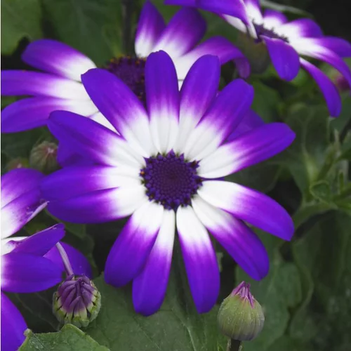 Jardin et solutions:Cinéraire Senetti ou Péricalis d'été multicolore. Le pot de 2,5 litres