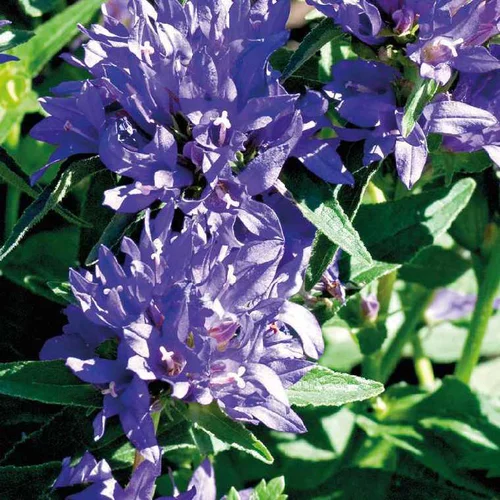 Une idée pratique pour le jardin：Campanula Glomerata - Le pot de 9 x 9 cm