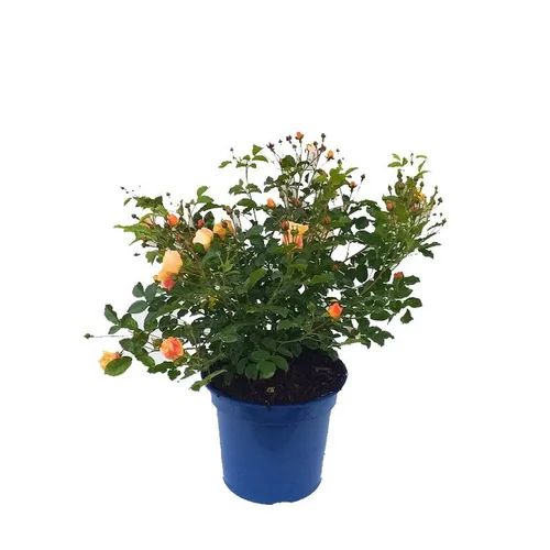 Jardin tout terrain:Rosier Calizia – Pot bleu de 10L