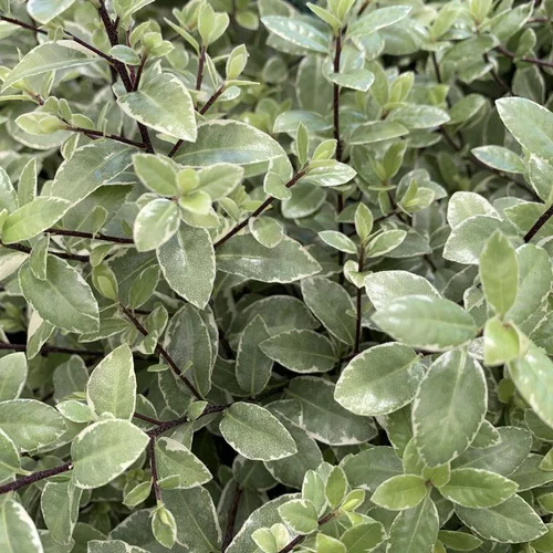 Idéal pour l’extérieur:Pittosporum Tenuifolium Silver Ball. Le pot de 10 litres