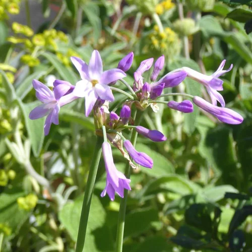 Pour plus de confort au jardin:Tulbaghia violacé Pearl - Le pot de 2 litres