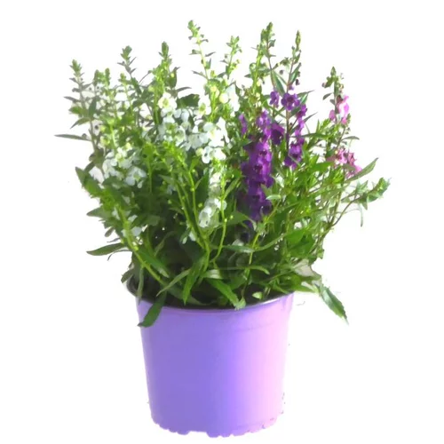 Jardin bien-être:Angélonia - Le pot de 2,5 litres