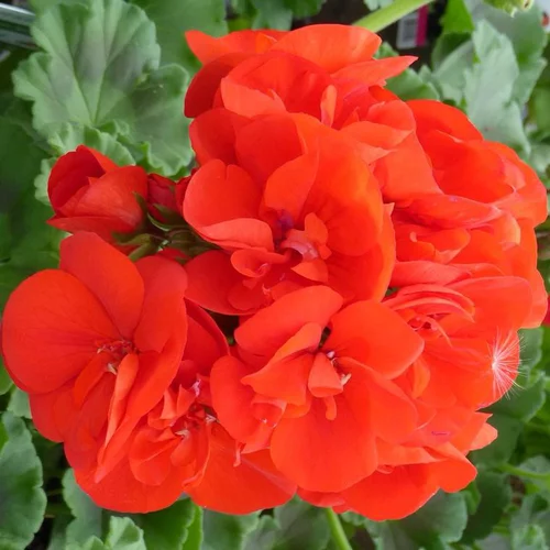 Malin extérieur：Géranium Zonal multicolore. La barquette de 6 plants