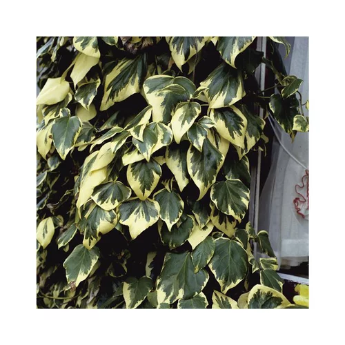 Jardin et équipement:Lierre COLCHICA DENTATA VARIEGATA. Le pot de 3 litres