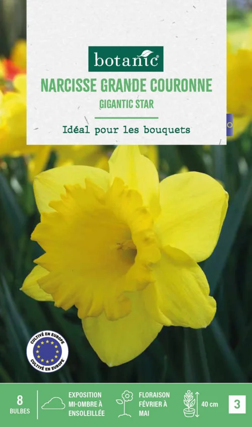 Jardin et confort:Narcisse gigantic star botanic® - 8 bulbes