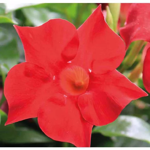 Une solution adaptée au jardin：Dipladénia rouge Sundaville Velvet. Le pot de 9 x 9 cm