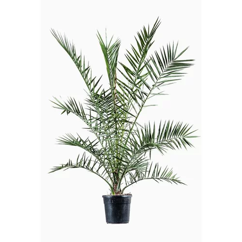 Extérieur qualité：Phoenix Canariensis ou Dattier des Canaries 80/100. Le pot de 3 litres