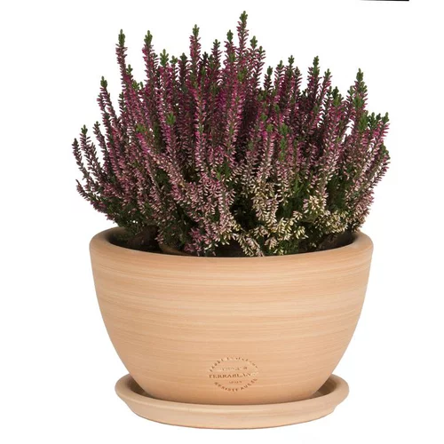 Moderne jardin:Coupe Cuenco lisse en terre cuite D40x H20