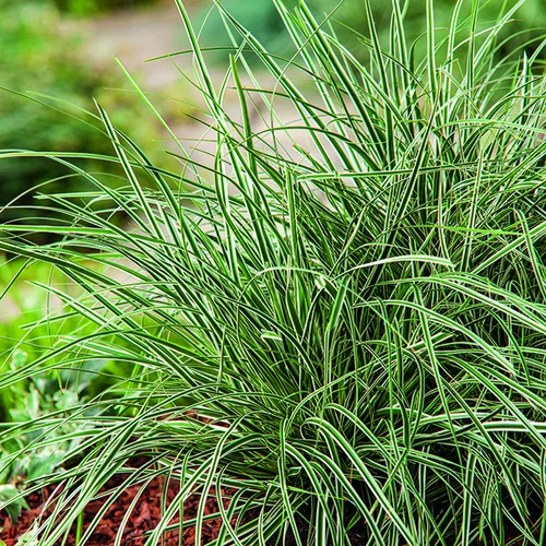 Accessoire au jardin：Carex Oshimensis Everest Fiwhite vert botanic®. Le pot de 2 litres