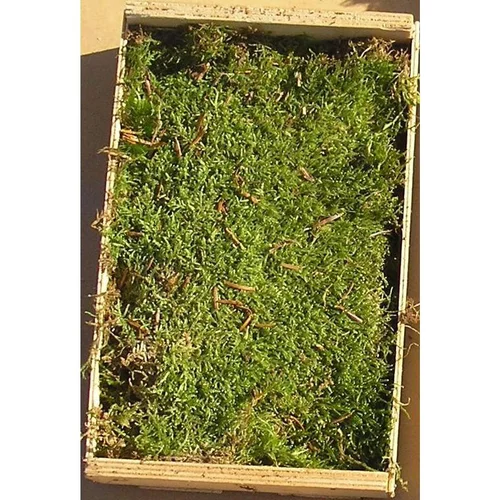 Pour plus de confort à l’extérieur:Caisse de mousse naturelle verte pour décoration de Noël - 16 x 24 cm