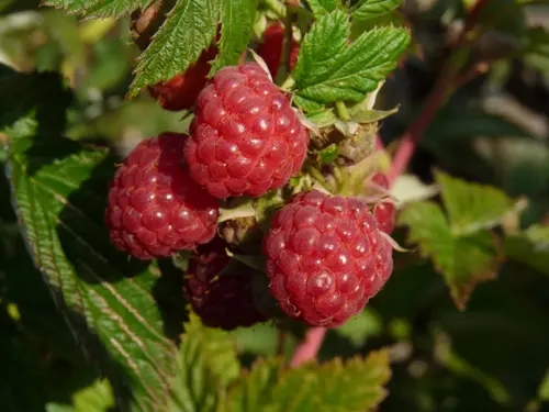 Jardin pour tous：Framboisier ® 'Autumn First'. Le pot de 5 litres