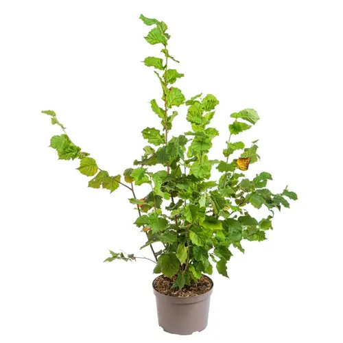 Pour vos espaces verts：Noisetier Red Majestic (Corylus Avellana) 40/60. Le pot de 5 litres