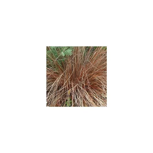 Pensé pour vos extérieurs：Laîche Carex Testacea en pot