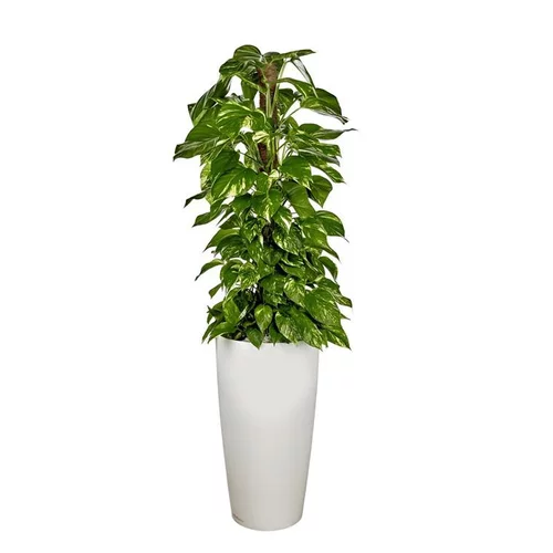Idée pratique：Pothos TM et son pot Rondo premium Ø 40 blanc