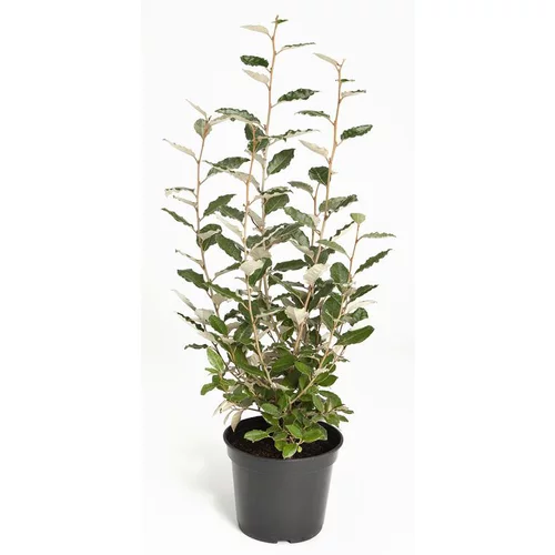 Solution extérieure：Olivier de Bohême (ELAEAGNUS EBBINGEI COMPACTA) Le pot de 5 litres