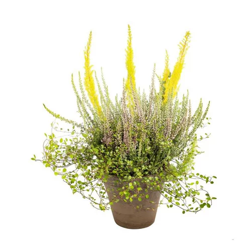 Sélection jardin:Erica Melangees - Le pot terre de 2,5 litres