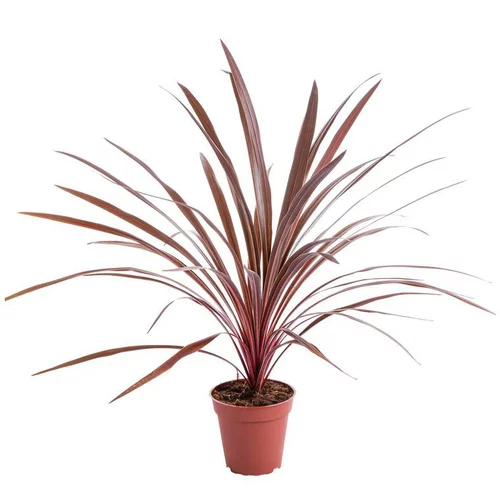 Pour un jardin à votre image:Cordyline - Le pot de 3 litres
