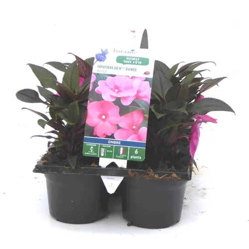 Jardin et idées：Impatiens de Nouvelle Guinée rose violet - Le pack de 6 plants
