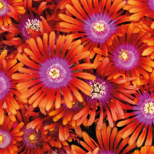 Malin au jardin：Delosperma 'Lido' Orange A Coeur Rose - Le pot de 9x9 cm