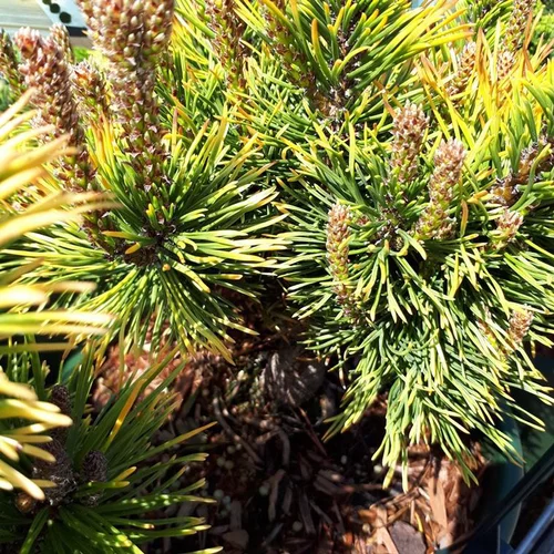 Sélection extérieur：Pin de montagne (Pinus Mugo) Wintergold 25/30. Le pot de 6 litres