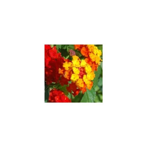 Jardin au quotidien:Lantana sur tige - Le pot de 5 litres