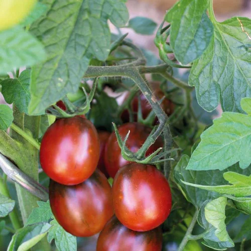 Accessoire extérieur：Tomate Cerise Allongee Prune Noire Bio. La barquette de 3 plants