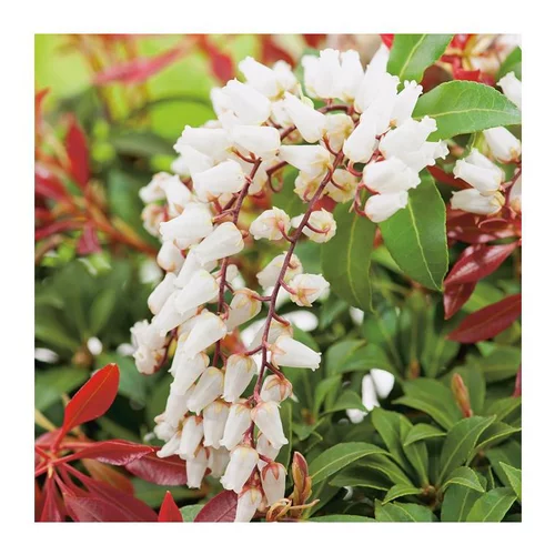 Espace vert pratique：Andromède Japonica Mountain Fire - pot 3 L