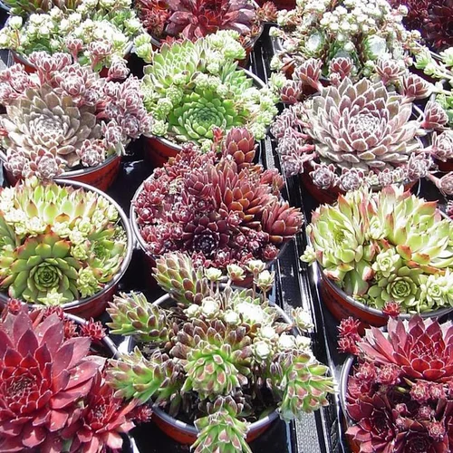 Sélection malin：Sempervivum Variés - Le pot de 1 litre
