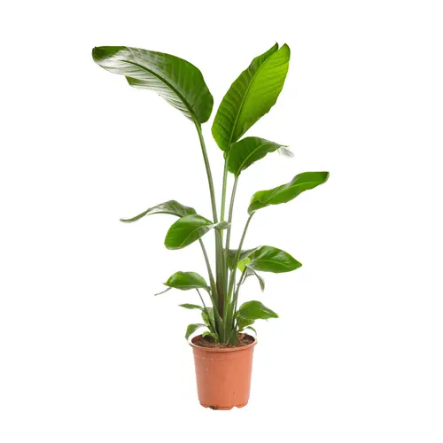 Bien pratique à l’extérieur：Oiseau du paradis vert. Le pot Ø 24 cm