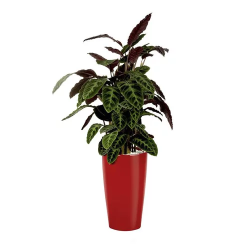 Un choix pratique pour le jardin:Calathea warscewiczii et son pot Rondo premium Ø 32 rouge