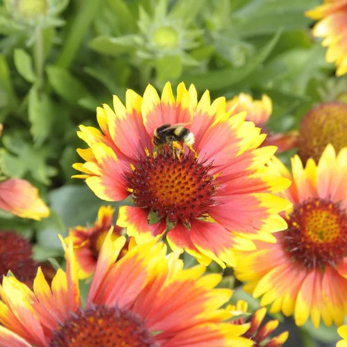 Jardin & idées：Gaillarde à fleurs multicolores - Le pot de 0,5 litre