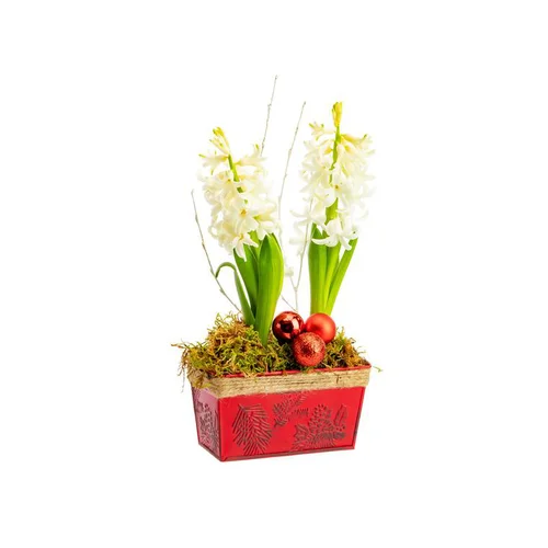Déco pour le jardin：Composition de 2 jacinthes en jardinette zinc rouge