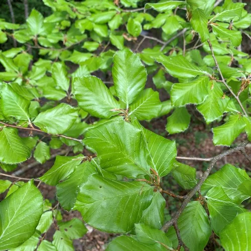 Un choix malin pour le jardin：Hêtre (Fagus Sylvatica) 60/90. Le pot de 5 litres