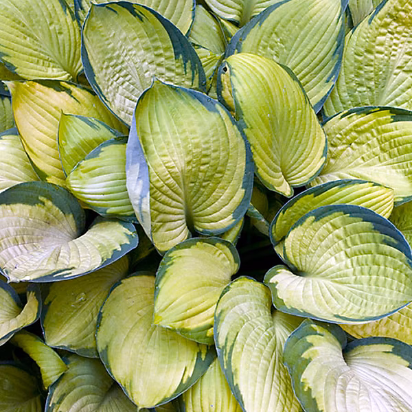 6 x Hosta 'Gold Standard' – godet 9cm x 9cm