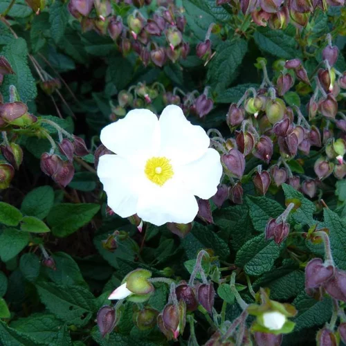 Jardin et loisirs：Ciste (Cistus) X Corbariensis blanc. Le pot de 7,5 litres