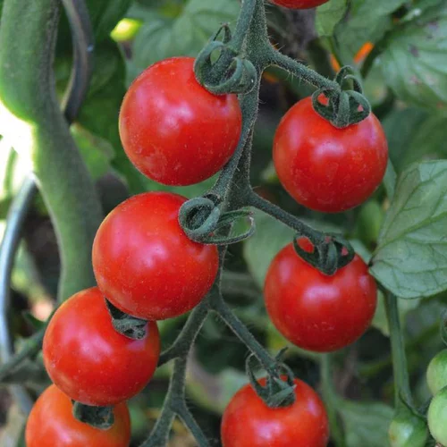 Indispensable au jardin：Tomate Cerise Miel Du Mexique Bio. La barquette de 3 plants