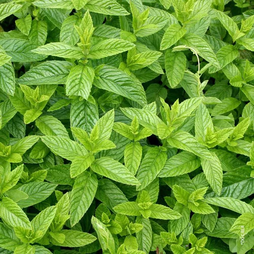 Une solution pratique pour le jardin：Menthe Marocaine Bio. Le pot de 4,6 litres